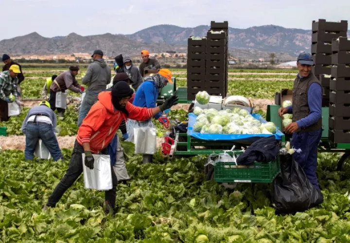 La producción de soja, maíz y arroz,  representarán el 93.1%. EFE