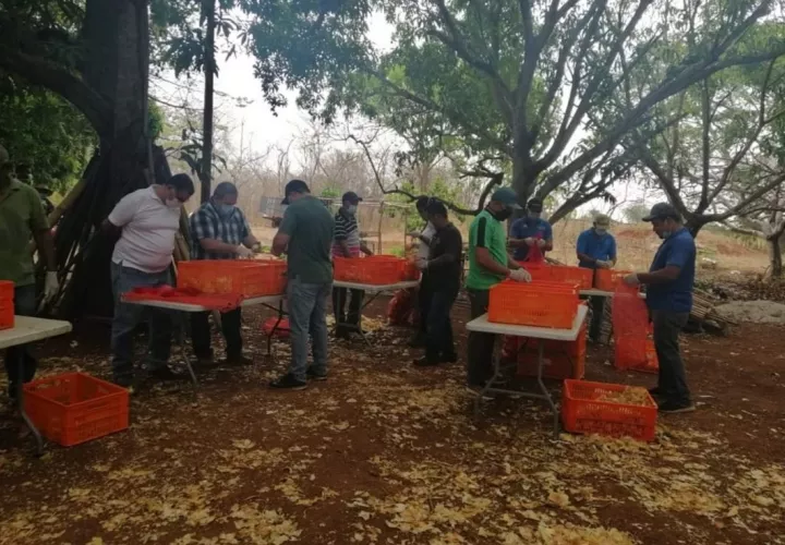 Además de otros rubros, también se espera la entrega de paquetes de carne de res luego que el gobierno compró dos mil novillos,  Foto/Thays Domínguez