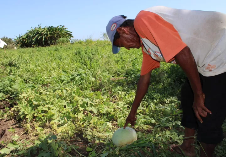 Se trata de frutas de excelente calidad con gran valor nutricional, que serán distribuidos entre la población santeña y de otras provincias. Foto/Thays Domínguez