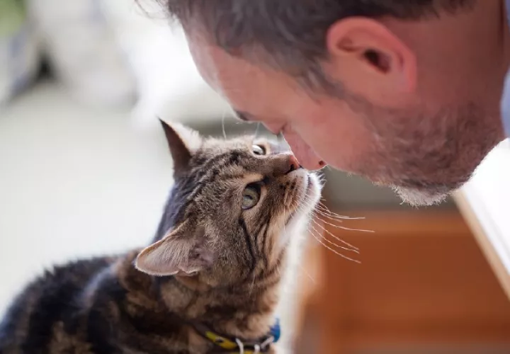 Siempre que sea posible es bueno que el gato esté en una habitación para él solo.  EFE