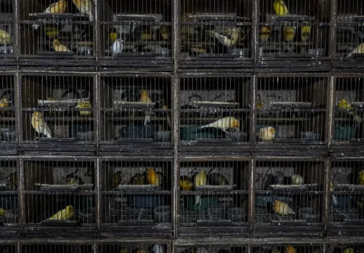 El mercado Pramuka en Yakarta es el mercado de aves más grande en el sureste de Asia. Foto / Ulet Ifansasti para The New York Times.