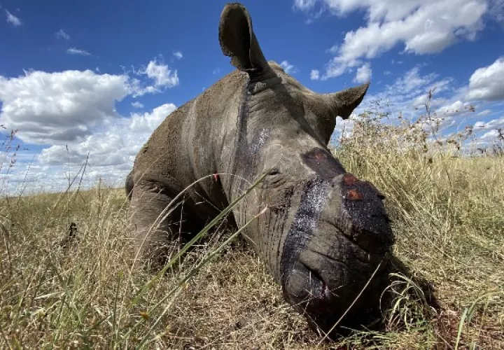 Al menos 9 rinocerontes han sido cazados desde que Sudáfrica se aisló. Foto / Nico Jacobs.