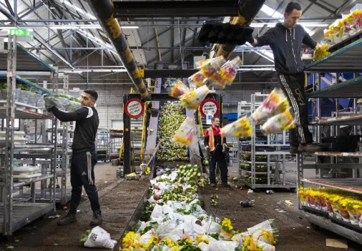 Unos 400 millones de flores, incluyendo 140 millones de tulipanes, fueron destruidos el mes pasado. Foto / Ilvy Njiokiktjien para The New York Times.