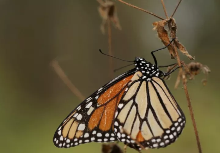 Cambio climático, pesticidas y desarrollo han lastimado a las mariposas. Foto / Alan Ortega/Reuters.