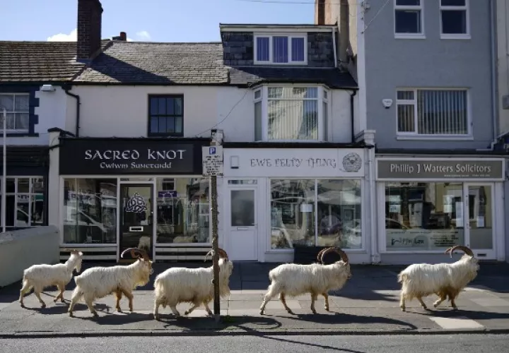 Las cabras de cachemira de Gran Orme por lo normal se mantienen lejos de Llandudno por la “bulliciosa vida citadina”. Foto / Christopher Furlong/Getty Images.