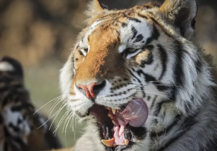 Críticos de serie documental “Rey Tigre” de Netflix dicen que no logró denunciar el problema de la propiedad de grandes felinos. Foto / Marc Piscotty/Getty Images.