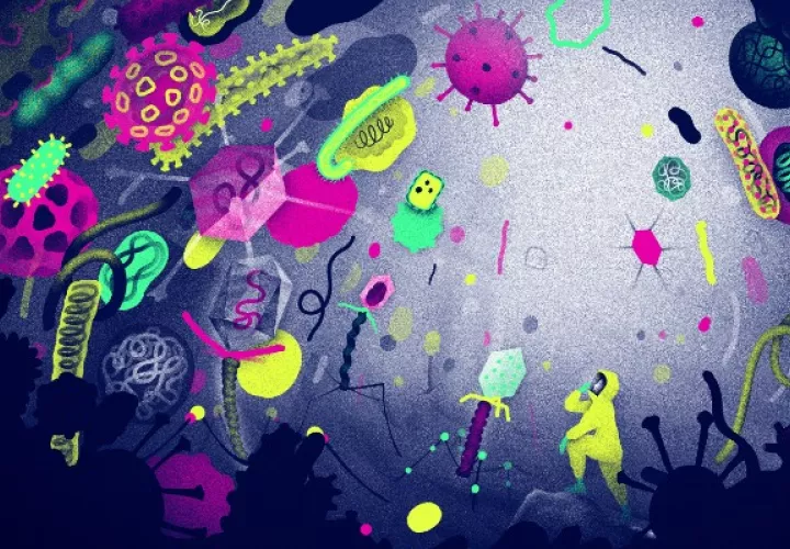Las bacterias y otros microbios unicelulares pertenecen a un grupo llamado procariotas. Foto ilustrativa / Sean McSorley.