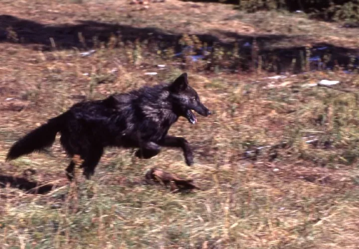 Lobo 21, visto en 1995, lloró a su compañera cuando murió. Los científicos desconocían que los lobos muestran luto. Foto / Barry O’Neill/Servicio nacional de parques.