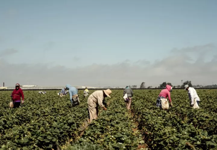 Se permite a los trabajadoras de granjas de EE.UU. salir pese a órdenes de resguardo. Un campo de fresas en California. Foto / Carlos Chavarría para The New York Times.