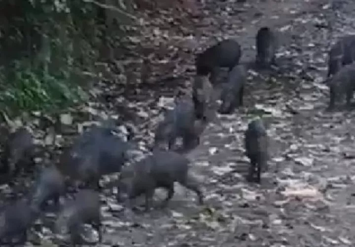 En Panamá, el saíno está protegido por la Ley No.24 de 1995 (Ley de Vida Silvestre) y por el Decreto 051 de 2008, siendo considerada una especie vulnerable.
