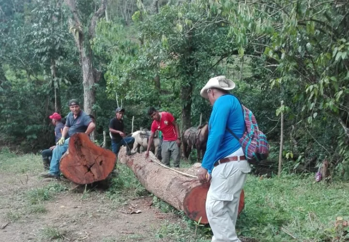 En esta área protegida de San Lorenzo hay múltiples especies.Foto/Diomedes Sánchez