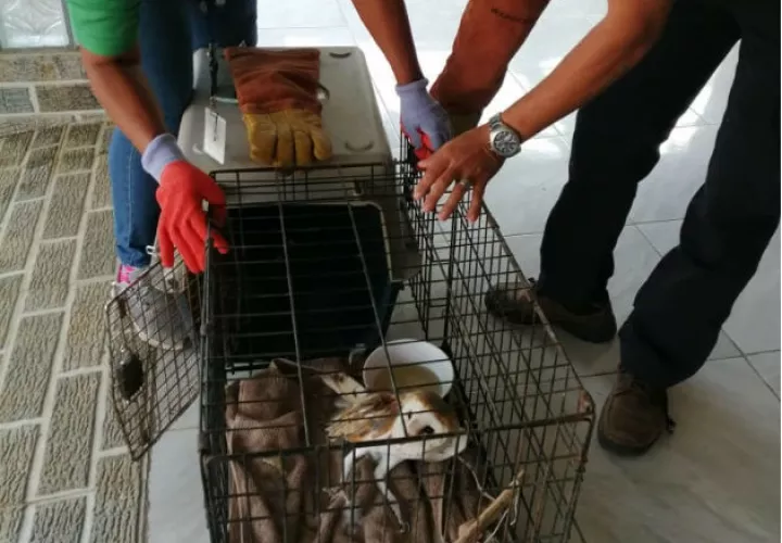 Funcionarios de MiAmbiente trasladaron al ave a su hábitat. Foto: Thays Domínguez.