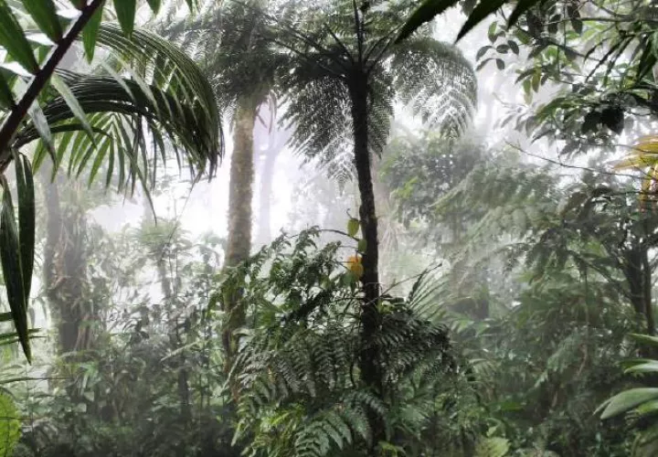 Conservar y gestionar de forma sostenible la diversidad biológica es necesario para mitigar las perturbaciones climáticas