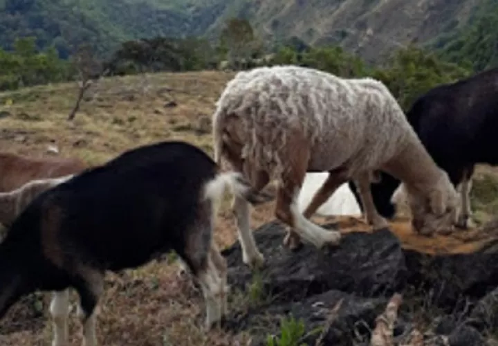 Las cabras que mataron estaban recién paridas.