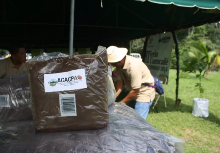 En la zona norte de Capira existen un aproximado de 946 hectáreas de cultivo de café dela variedad Robusta Mejorado. Foto/ Eric Montenegro