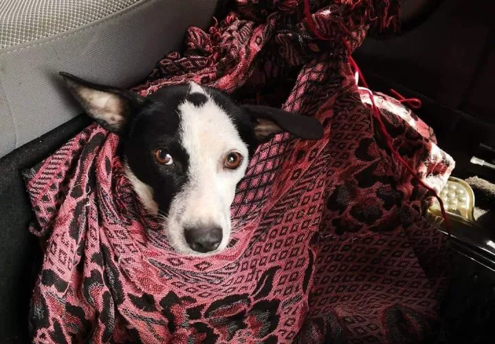 Los veterinarios, determinaron que la perrita tiene una fractura en una de sus patas y una gran inflamación debido al golpe.