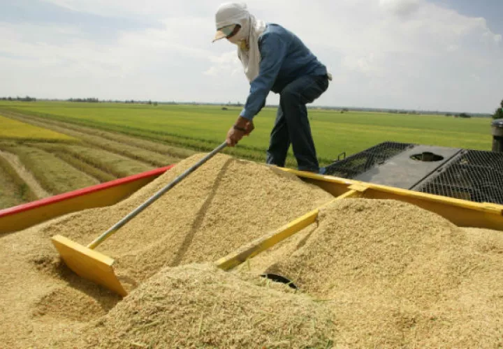 En el período agrícola 2019-2020, en Coclé se sembraron 9 mil 312 hectáreas y se cosechó 818 mil 463 quintales de arroz.