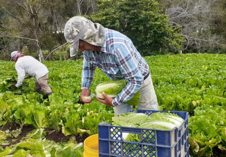 Mayor cantidad, calidad y frescura prometen los agricultores en sus productos a partir del 2021. Aurelio Martínez