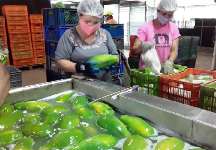 La compañía frutera continuará con las exportaciones a estos destinos, por lo que  proyectan el envío de un contenedor semanal de 1,200 cajas, alternando los países por semana. Foto/Cortesía