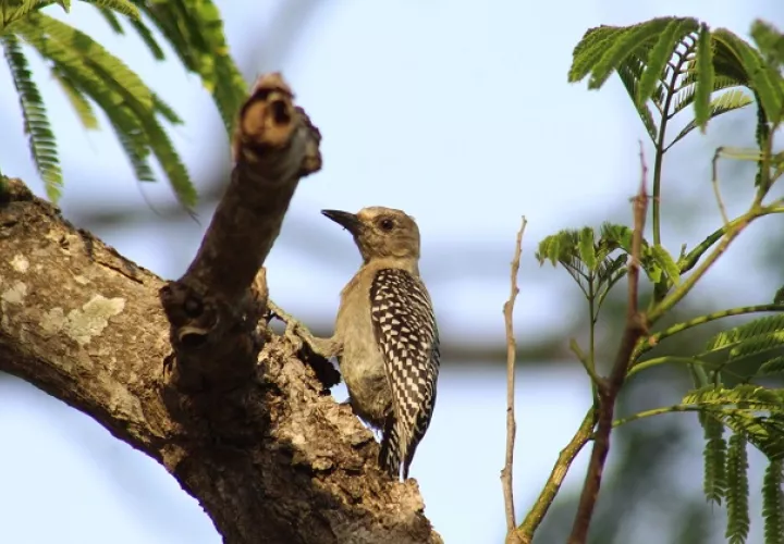  Varias especies de aves fueron fotografiadas en el Reto Naturalista Urbano que se realizó en Panamá. 