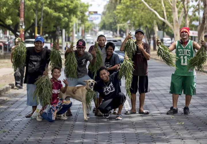 "Yo estoy usando eucalipto con mi familia por prevención. No estamos infectados", explicó un nicaragüense en sus redes sociales.