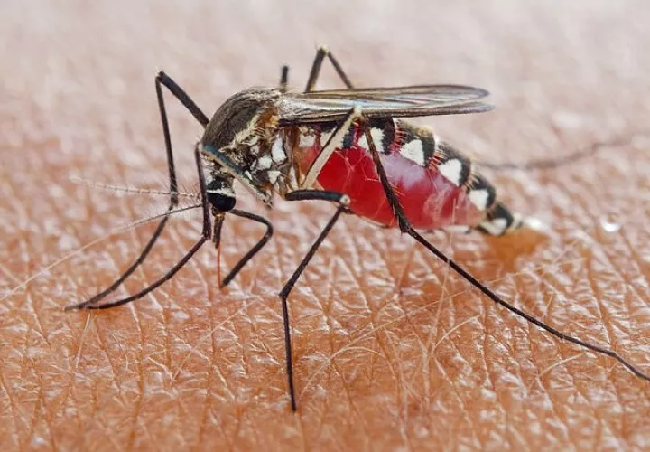 La población debe apoyar para que el mosquito transmisor del dengue no se propague.