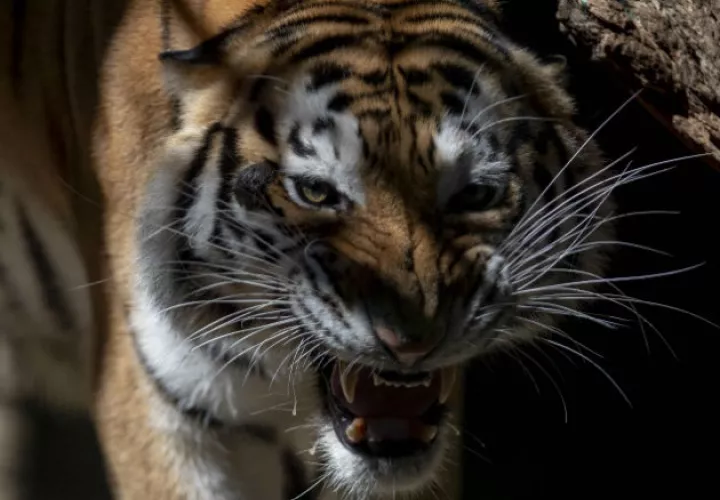 Un tigre resultó infectado en un zoológico de Nueva York. Fotos: Archivo/Ilustrativa.