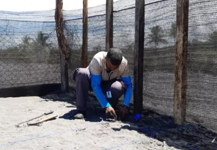 Durante el tiempo de construcción los guardaparques han logrado la recolección de 773 huevos de tortuga lora, la que se espera que en los próximos días nazcan y puedan ser liberados.