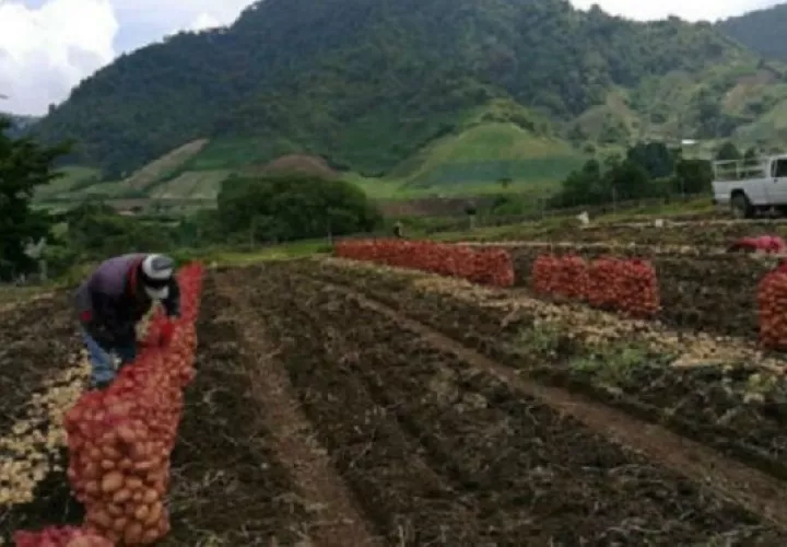 Unos 86 productores recibirán su pago. Foto/Archivo