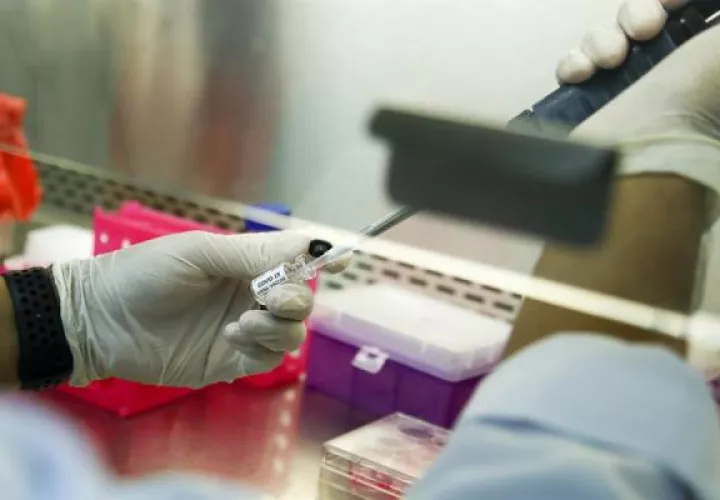 En marzo ya aparecía en una de cada 4 muestras y en mayo en el 70% de las muestras registraba mutación. FOTO/EFE
