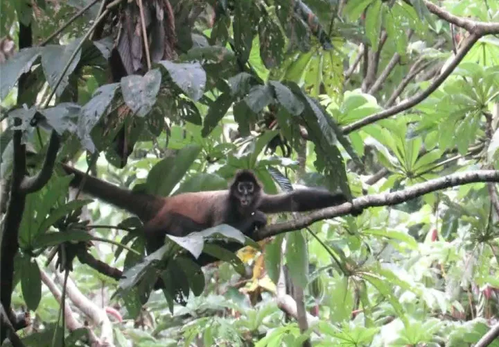 Esta especie está incluida entre los animales en peligro crítico de extinción. Foto: Mayra Madrid. 