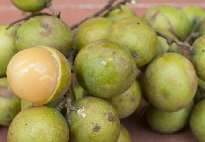 El infante de 2 años disfrutaba de la fruta de mamón en su casa. 