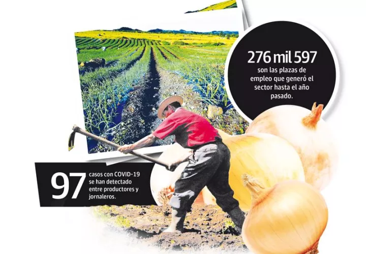 El sector agropecuario es el segundo generador de empleo en el país con 276 mil 597 hasta agosto de 2019.