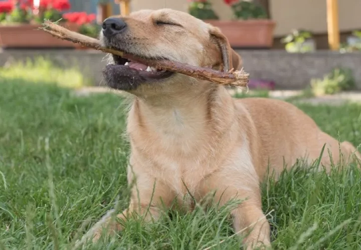 ejercicio-mascotas-estres_0.jpg