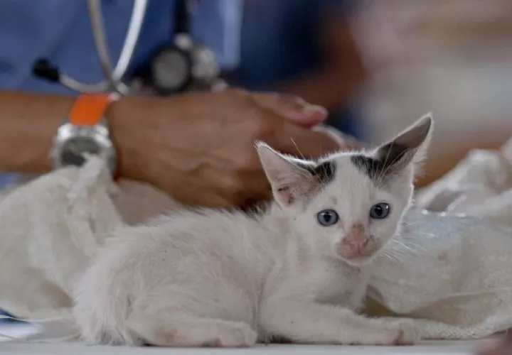En lo que va del año se han realizado 10,000 esterilizaciones. Foto: Ilustrativa / Pixabay