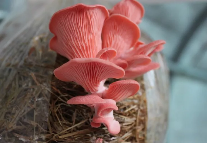 Hongos cultivados sobre paja de arroz.  Cortesía