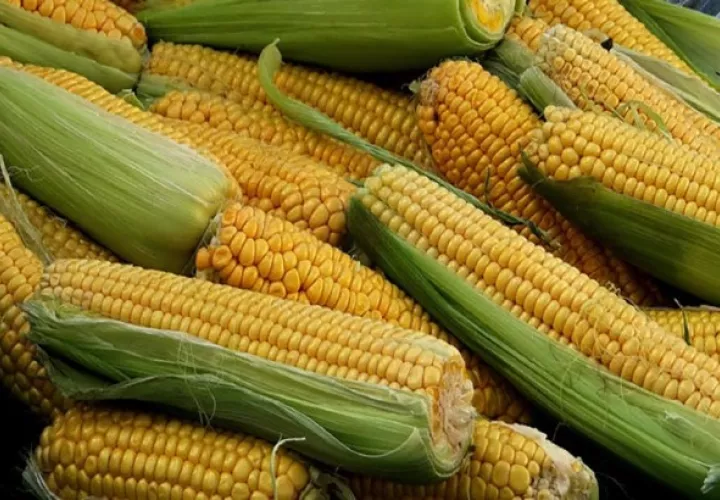 Anualmente se importan unos 11.2 millones de quintales de maíz amarillo para cumplir la demanda para la alimentación animal. Foto/Archivo