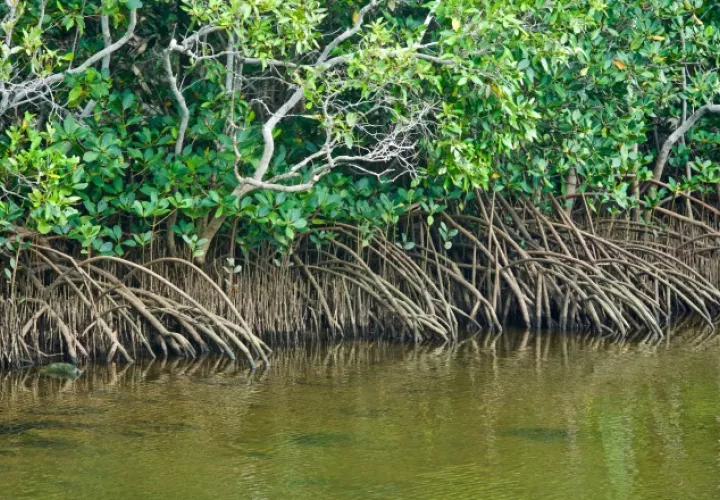 El mangle representa menos del 1% de los bosques tropicales. ILUSTRATIVA / PIXABAY