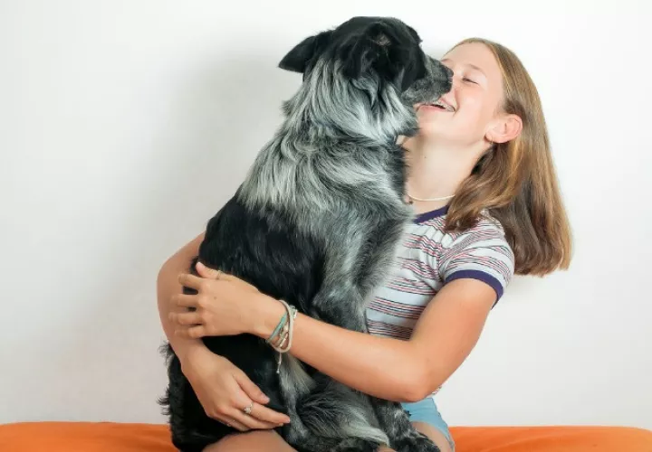 Contraer una enfermedad por los perros es muy poco probable. Pixabay