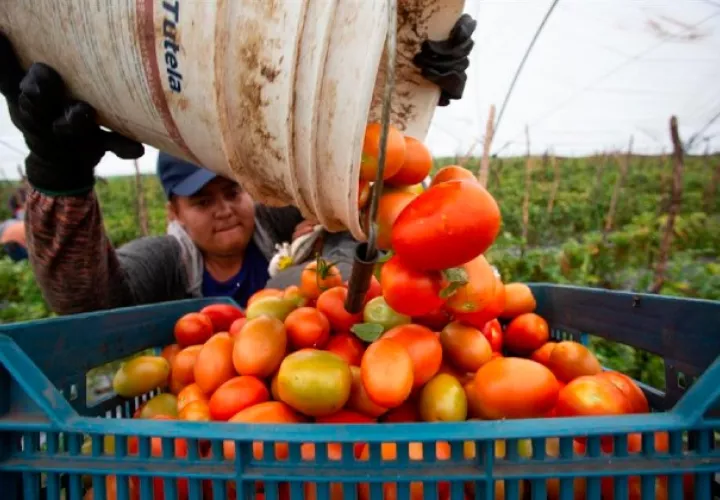 México exportó el 75.7% de sus productos agroalimentarios. EFE