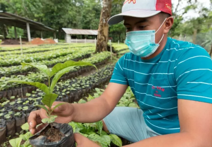 El Canal de Panamá recibirá 150 mil plantones de café de productores locales para su programa de reforestación.