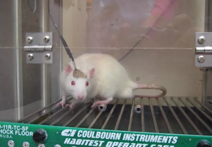 La experimentación con animales está supeditada en Europa a la validación por parte de comités éticos e independientes para conseguir la autorización.