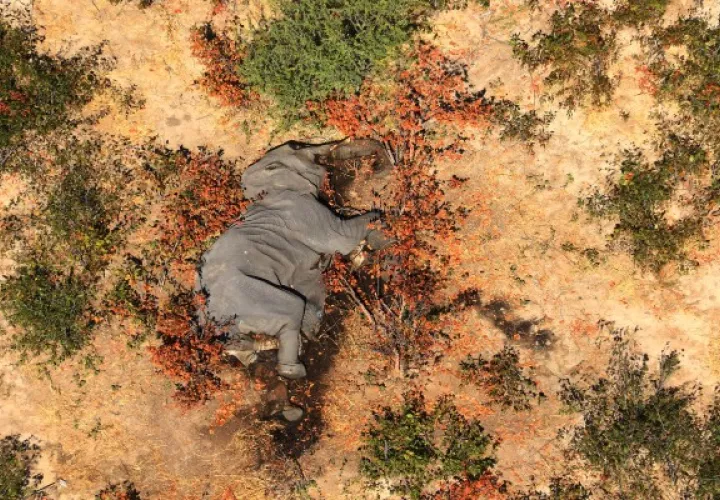 Una foto sin fecha proporcionada por la organización sin fines de lucro National Park Rescue de un cadáver en el delta del Okavango de Botsuana, donde 356 elefantes han muerto en meses recientes. (National Park Rescue/vía The New York Times)