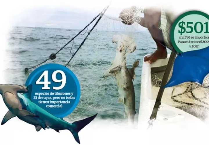 En Panamá se han documentado formalmente 46 especies de tiburones y 33 de rayas, pero no todas tienen importancia comercial o están representadas en los desembarcos.
