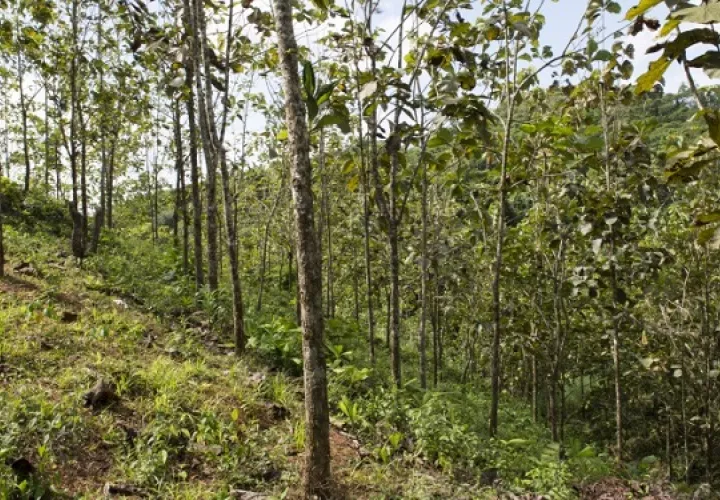 Plantación de teca del proyecto Agua Salud. Foto: Jorge Alemán