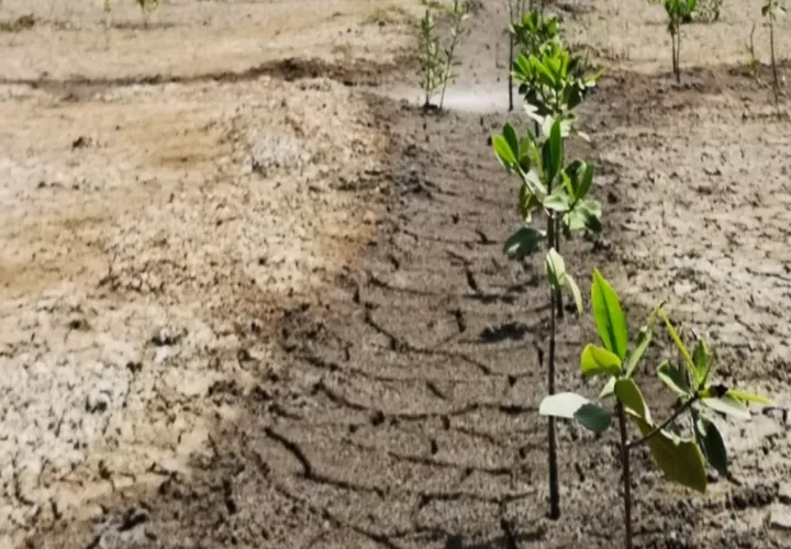 El árbol de mangle soporta tanto el agua dulce y salada. Foto: Cortesía