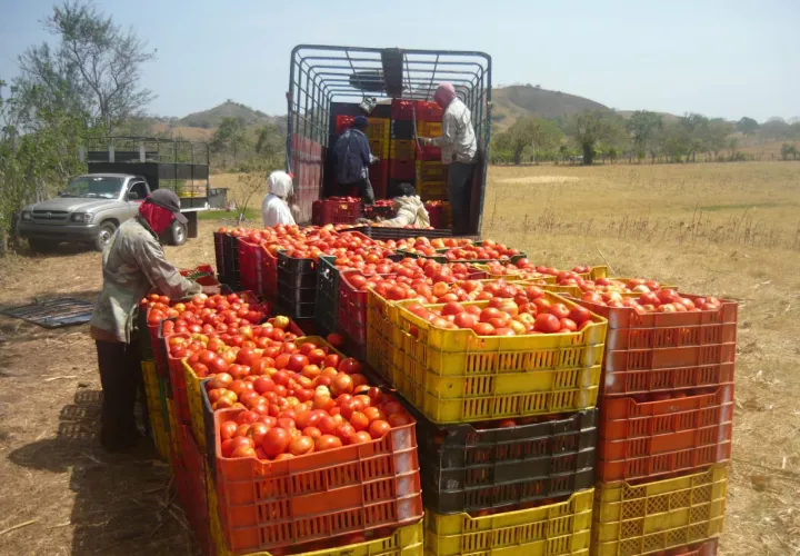 En la actualidad solo se producen en la región unas seis mil toneladas del rubro, mientras que en la década de los 80 la producción alcanzaba unas 30 mil toneladas.