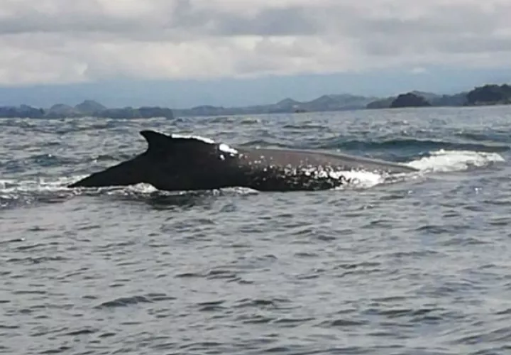 Una ballena jorobada en las aguas del Pacífico chiricano. Foto: Mayra Madrid.