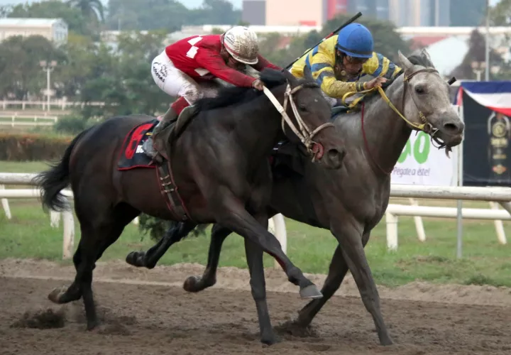 Calínico, uno de los caballos panameños que ganaron el Clásico del Caribe