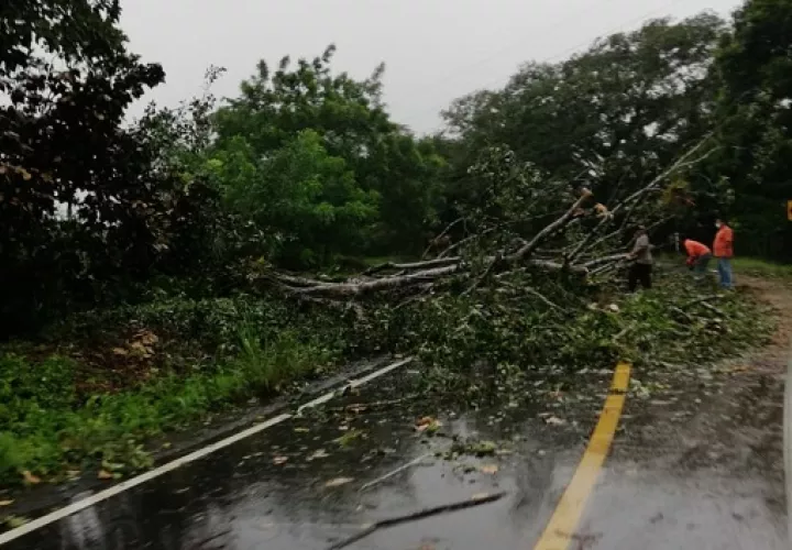 En Chiriquí varios árboles quedaron en la vía pública.
